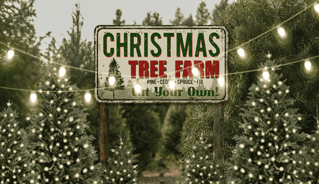 Christmas tree farm